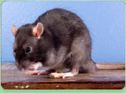 rat control Keynsham