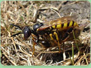 wasp control Keynsham